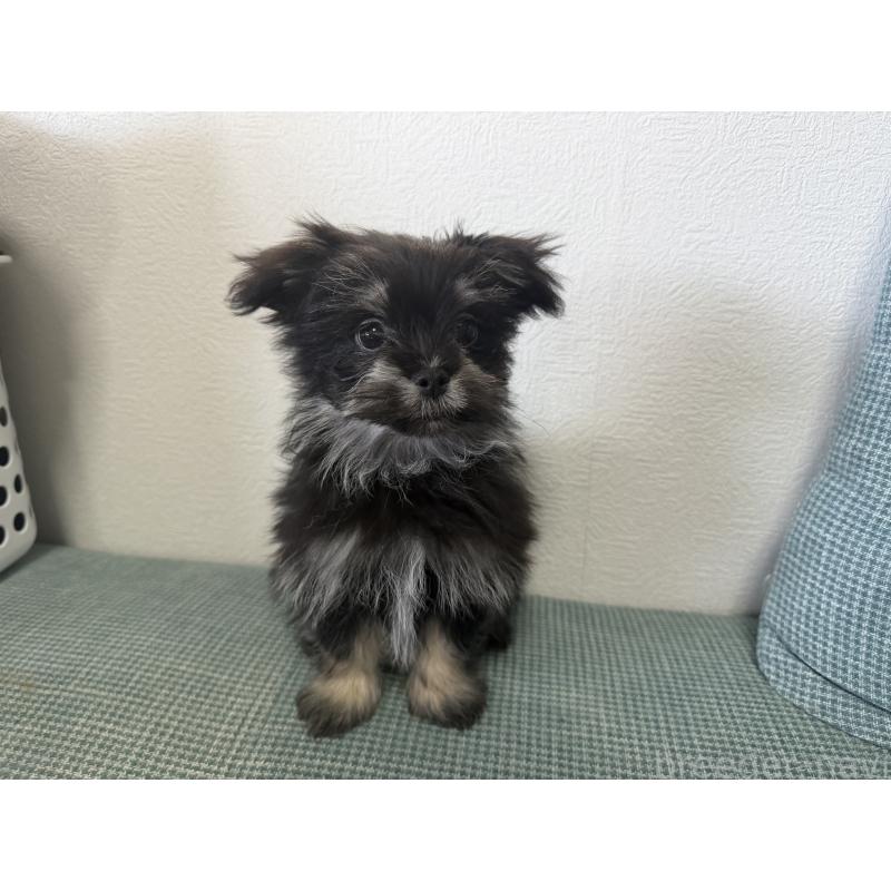 販売中の大分県のポメマル:ポメラニアン×マルチーズ-418852の3枚目