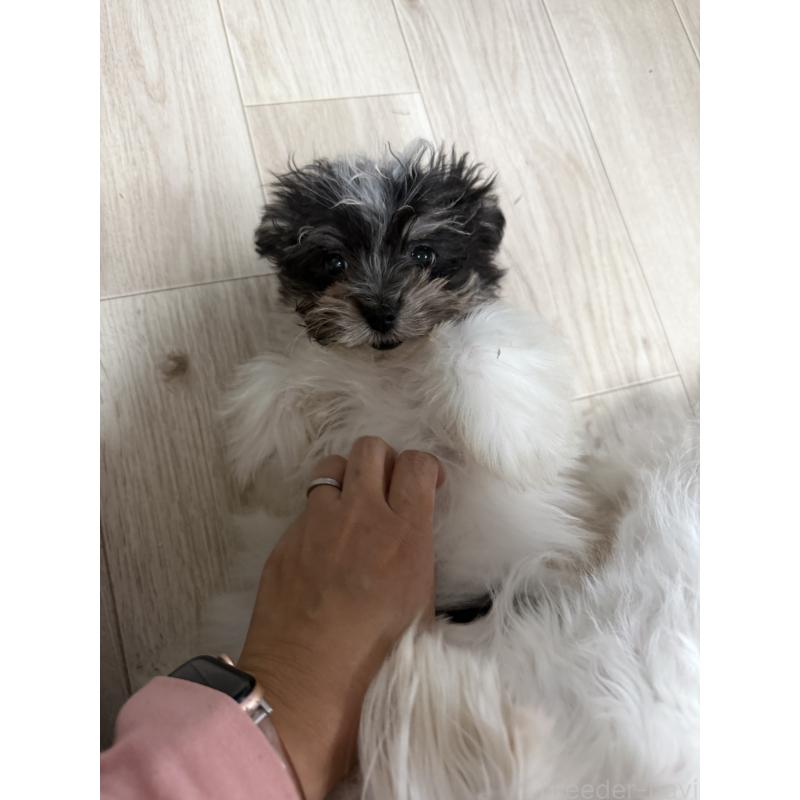 販売中の大分県のポメマル:ポメラニアン×マルチーズ-421560の2枚目