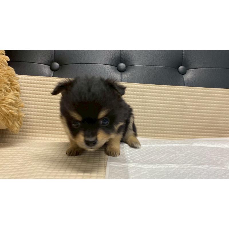 販売中の兵庫県のポメチワ:ポメラニアン×チワワ-429541の11枚目