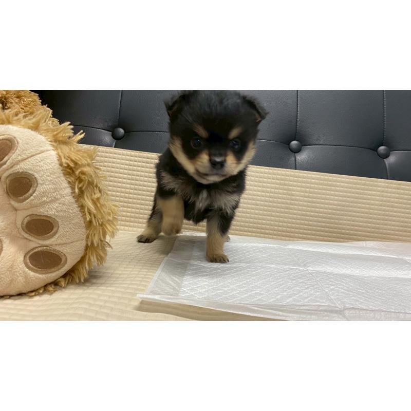 販売中の兵庫県のポメチワ:ポメラニアン×チワワ-429541の9枚目