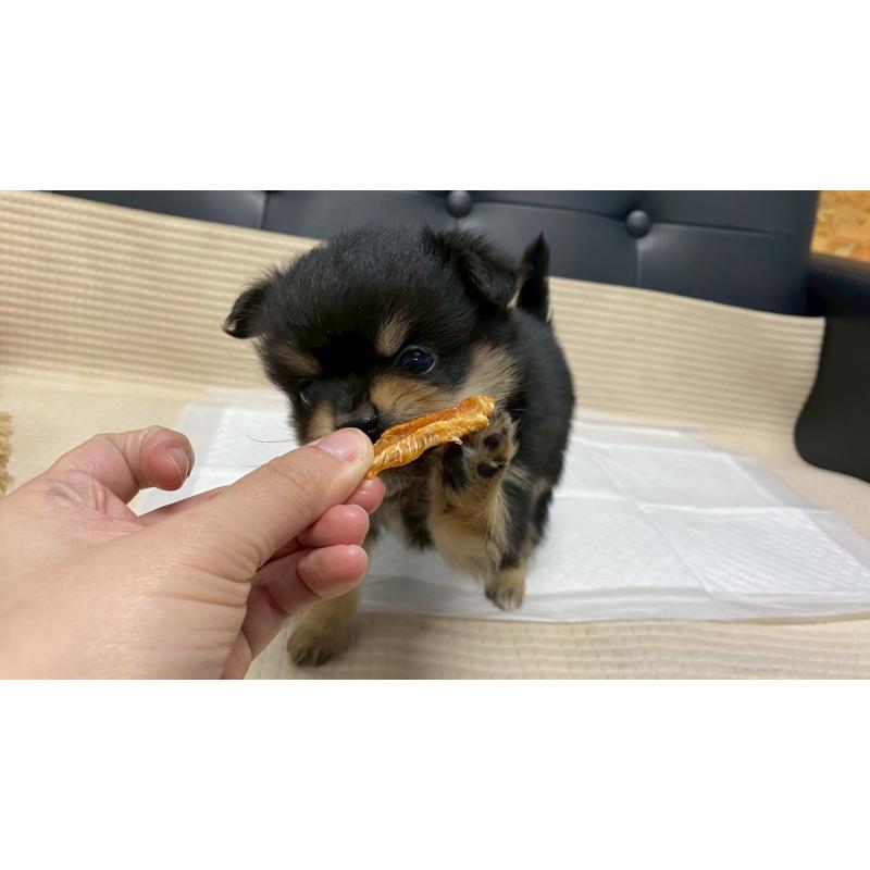 販売中の兵庫県のポメチワ:ポメラニアン×チワワ-429541の8枚目