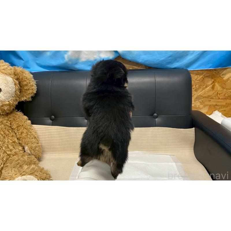 販売中の兵庫県のポメチワ:ポメラニアン×チワワ-429541の5枚目