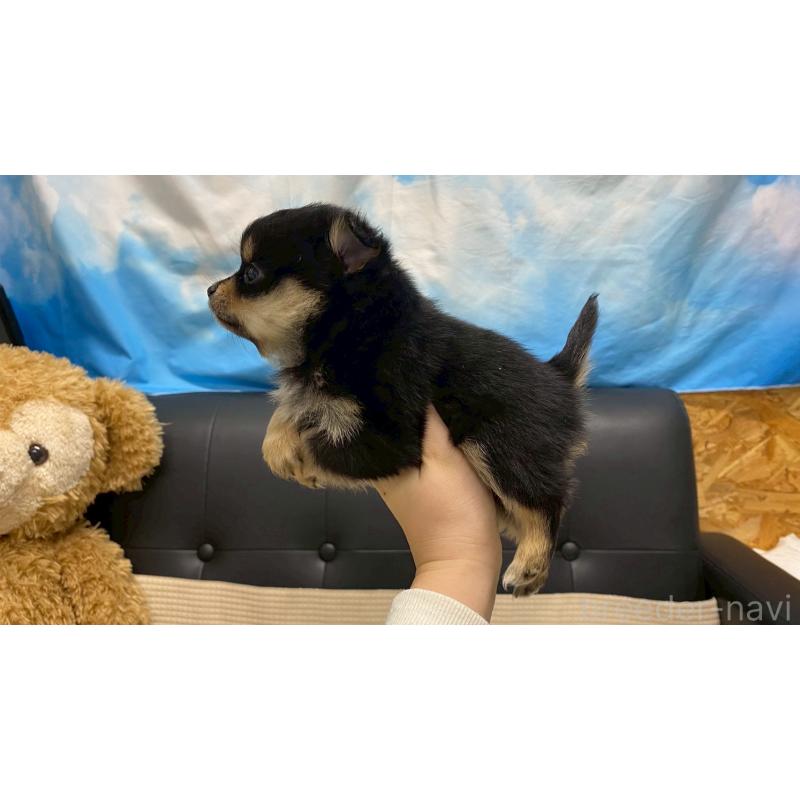 販売中の兵庫県のポメチワ:ポメラニアン×チワワ-429541の6枚目