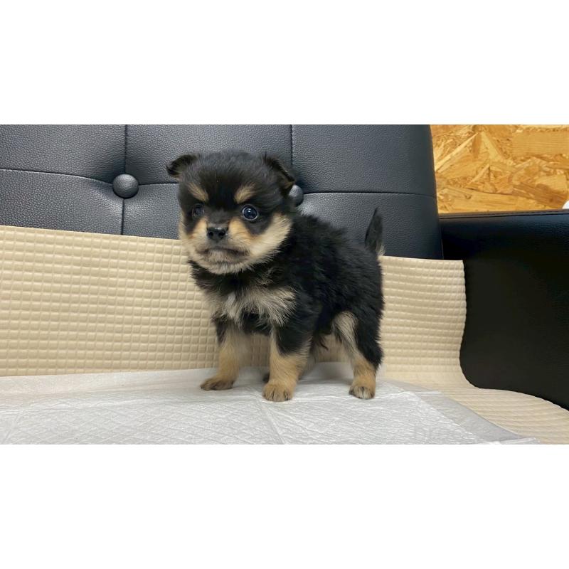 販売中の兵庫県のポメチワ:ポメラニアン×チワワ-429541の4枚目