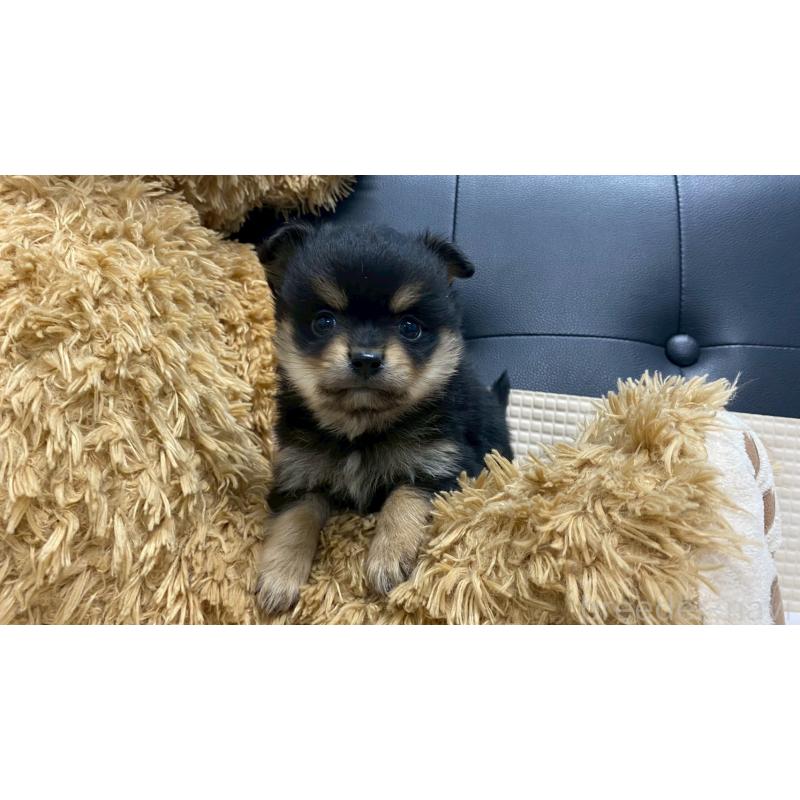 販売中の兵庫県のポメチワ:ポメラニアン×チワワ-429541の3枚目