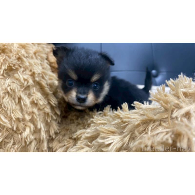 販売中の兵庫県のポメチワ:ポメラニアン×チワワ-429541の2枚目