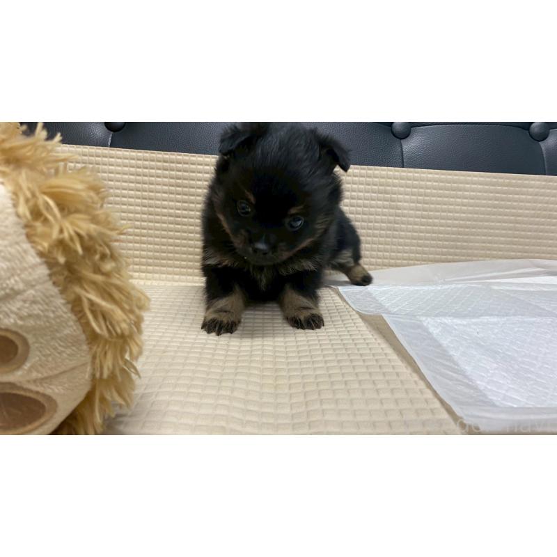 販売中の兵庫県のポメチワ:ポメラニアン×チワワ-429542の11枚目