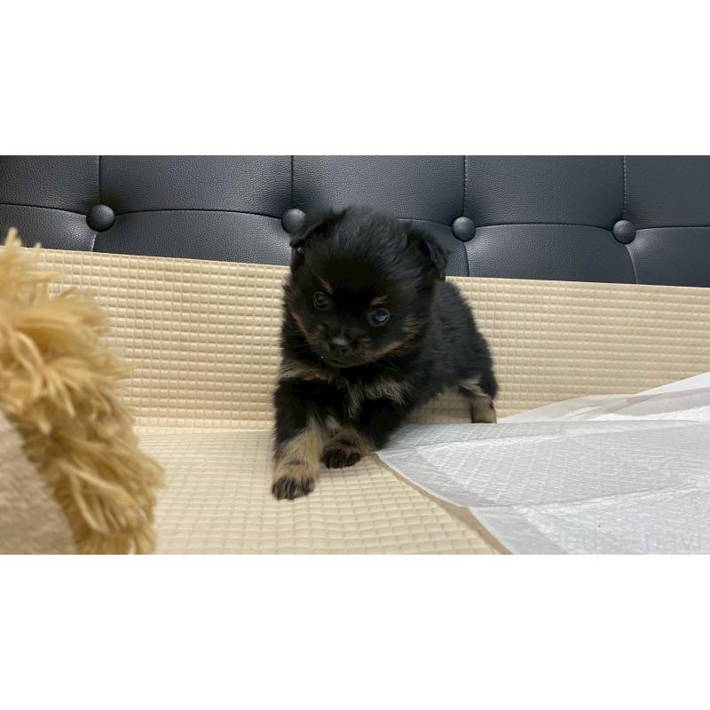 販売中の兵庫県のポメチワ:ポメラニアン×チワワ-429542の10枚目