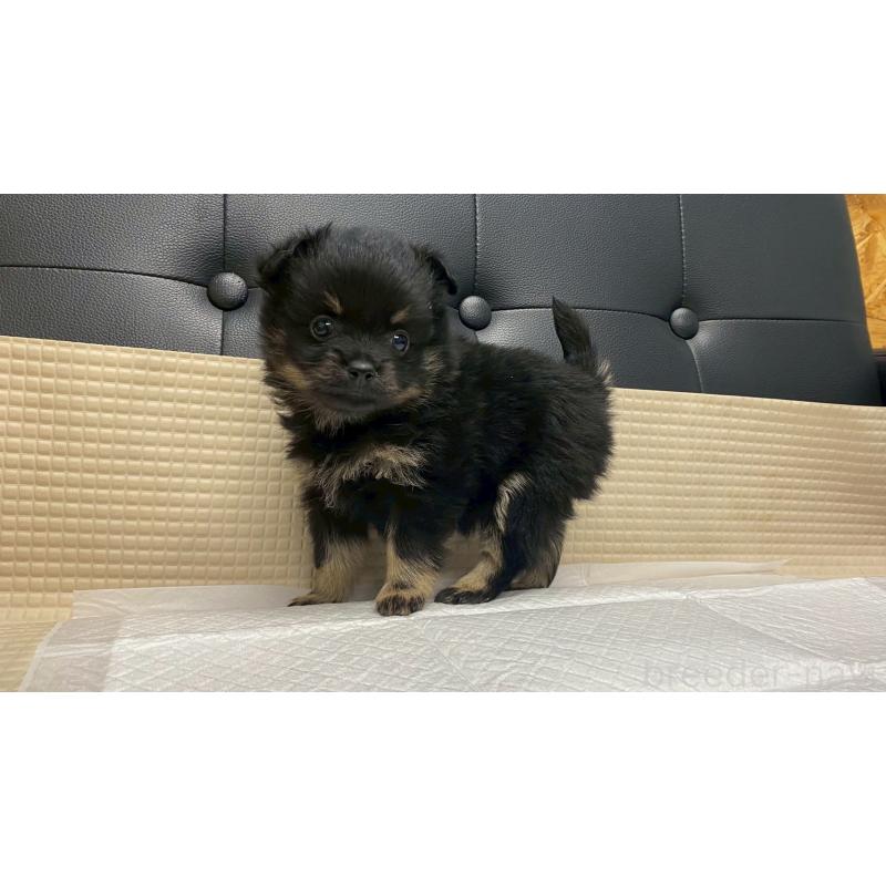 販売中の兵庫県のポメチワ:ポメラニアン×チワワ-429542の9枚目