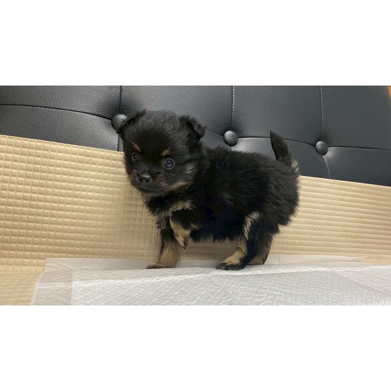 販売中の兵庫県のポメチワ:ポメラニアン×チワワ-429542の8枚目