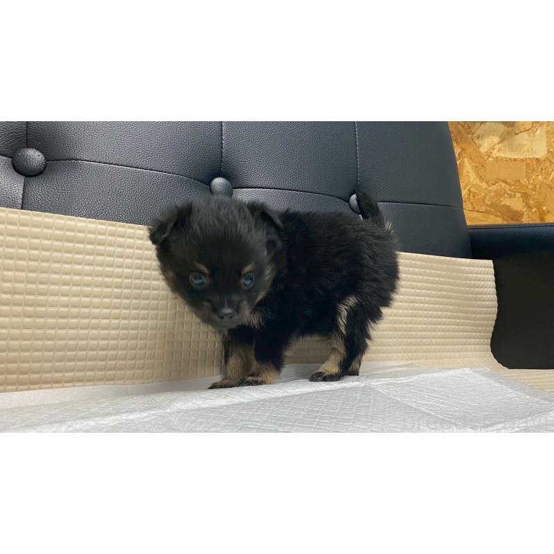 販売中の兵庫県のポメチワ:ポメラニアン×チワワ-429542の7枚目