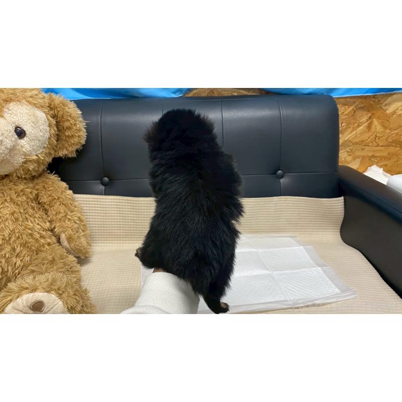 販売中の兵庫県のポメチワ:ポメラニアン×チワワ-429542の6枚目