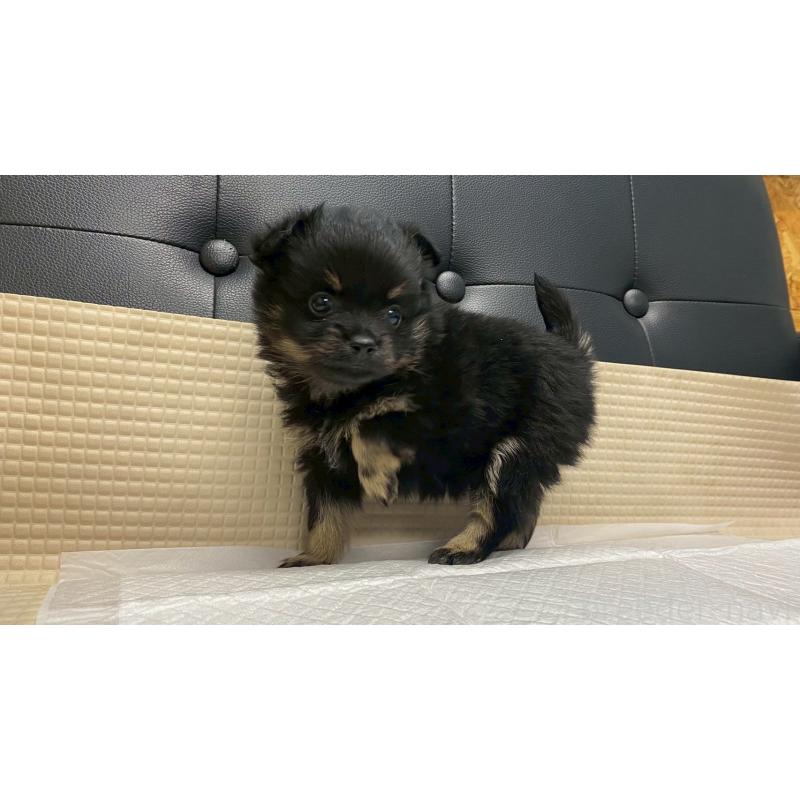 販売中の兵庫県のポメチワ:ポメラニアン×チワワ-429542の4枚目