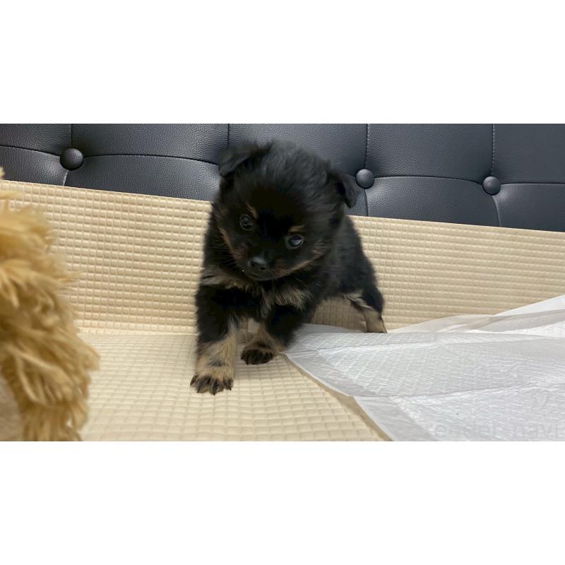 販売中の兵庫県のポメチワ:ポメラニアン×チワワ-429542の3枚目