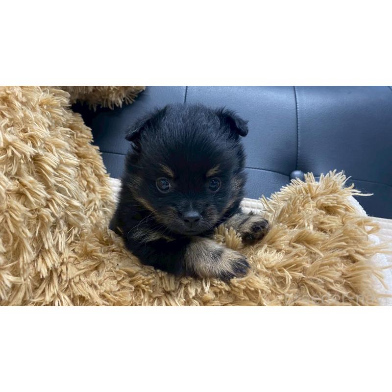 販売中の兵庫県のポメチワ:ポメラニアン×チワワ-429542の2枚目