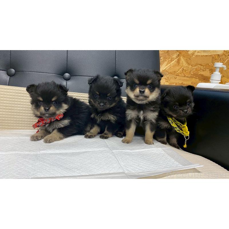 販売中の兵庫県のポメチワ:ポメラニアン×チワワ-429543の12枚目