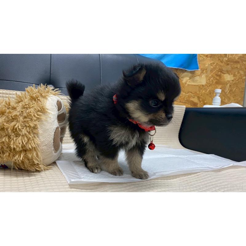 販売中の兵庫県のポメチワ:ポメラニアン×チワワ-429543の11枚目
