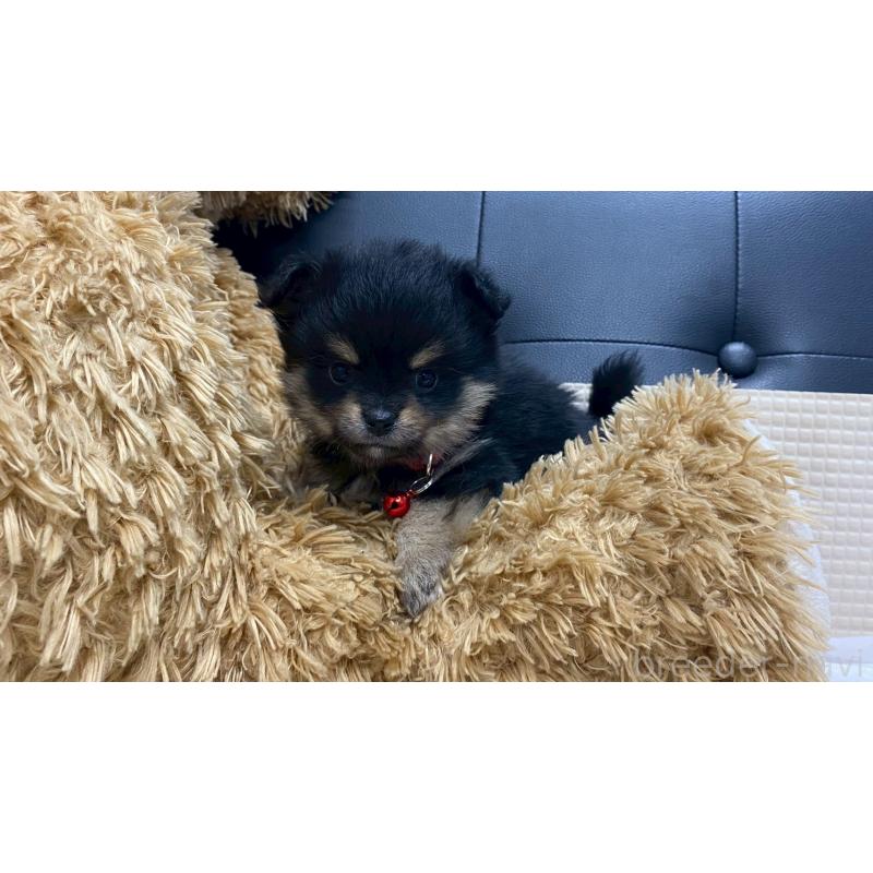 販売中の兵庫県のポメチワ:ポメラニアン×チワワ-429543の10枚目