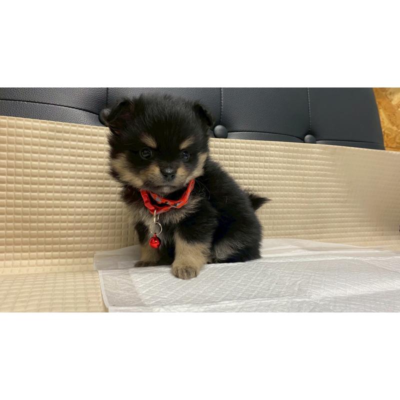 販売中の兵庫県のポメチワ:ポメラニアン×チワワ-429543の9枚目