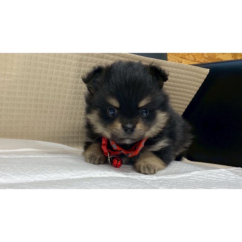 販売中の兵庫県のポメチワ:ポメラニアン×チワワ-429543の8枚目