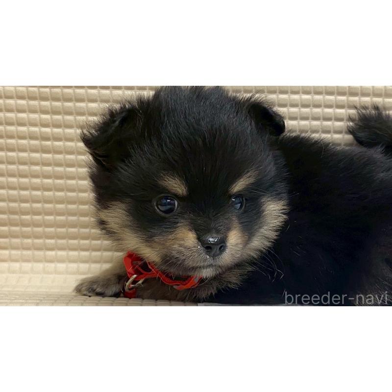 販売中の兵庫県のポメチワ:ポメラニアン×チワワ-429543の7枚目