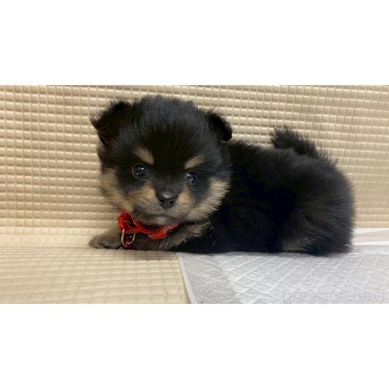 販売中の兵庫県のポメチワ:ポメラニアン×チワワ-429543の6枚目