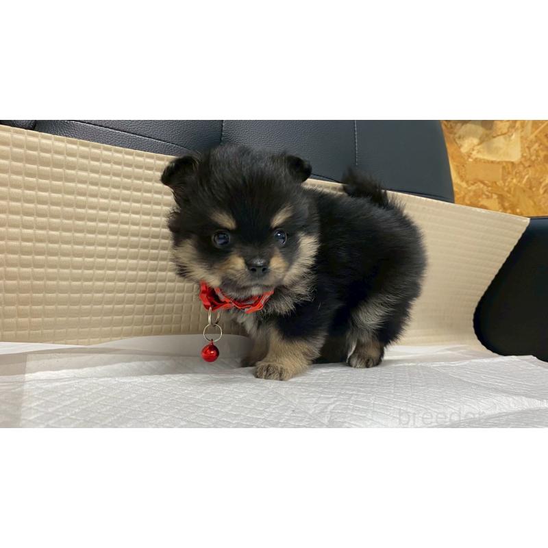 販売中の兵庫県のポメチワ:ポメラニアン×チワワ-429543の5枚目