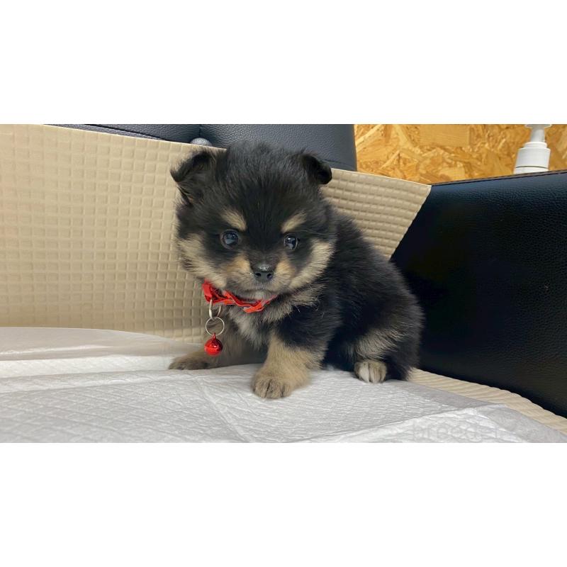 販売中の兵庫県のポメチワ:ポメラニアン×チワワ-429543の4枚目