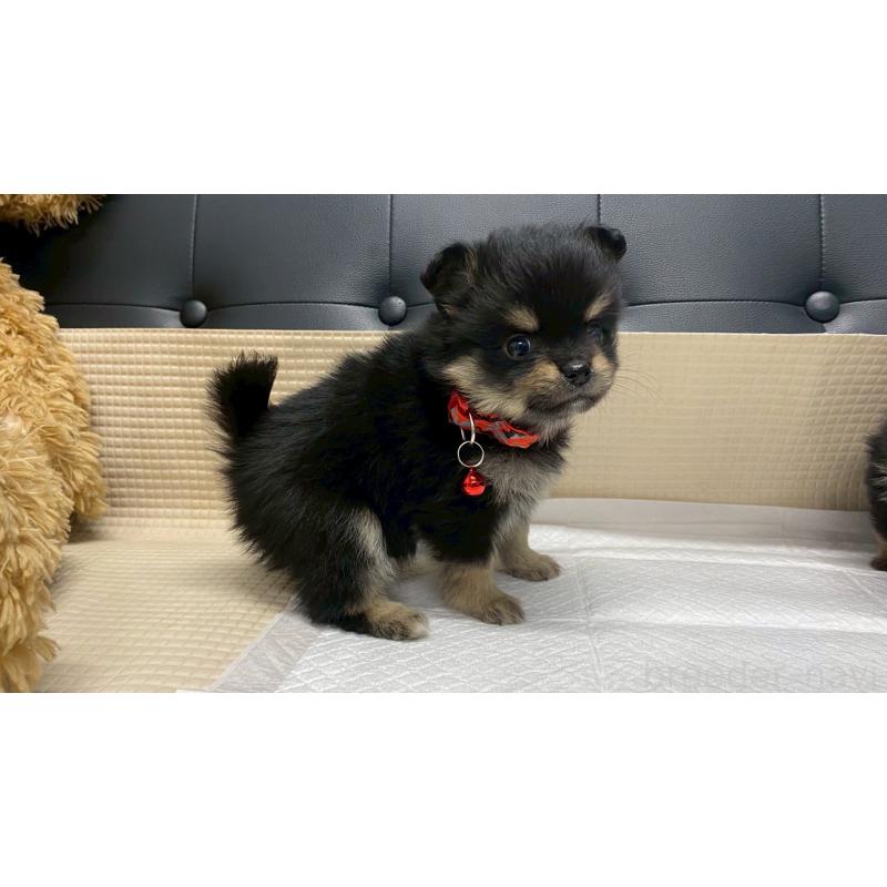 販売中の兵庫県のポメチワ:ポメラニアン×チワワ-429543の3枚目