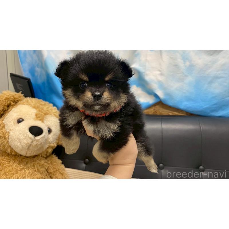 販売中の兵庫県のポメチワ:ポメラニアン×チワワ-429543の2枚目