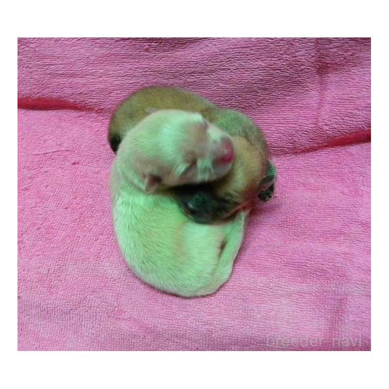 販売中の群馬県のポメラニアン-429544の4枚目