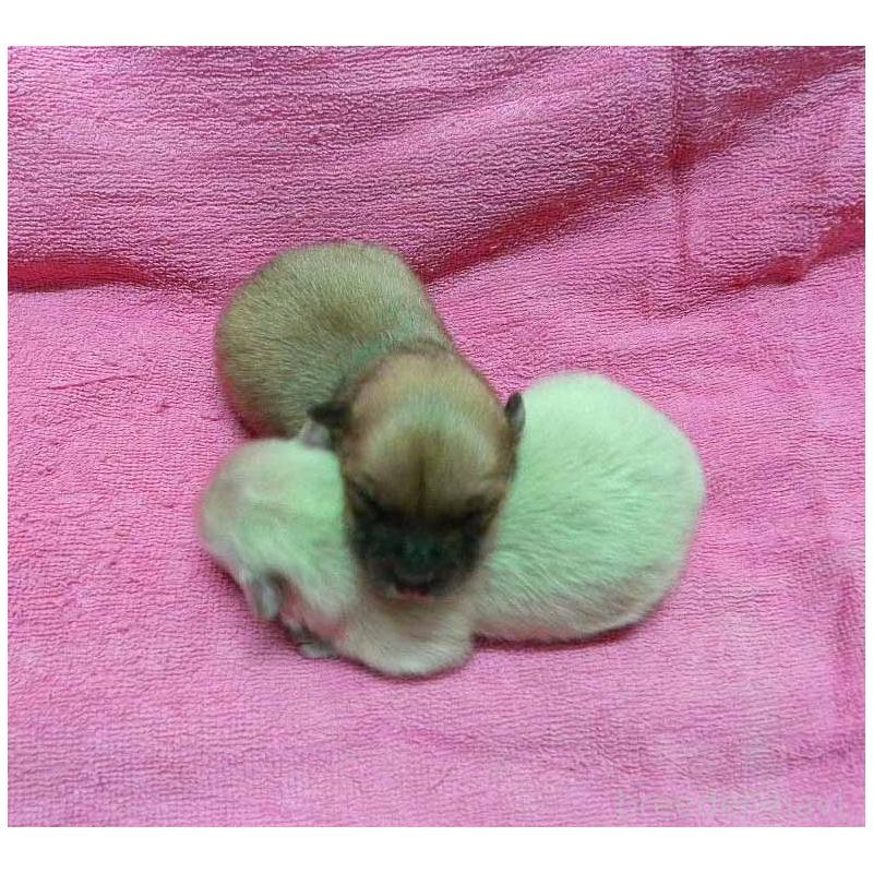 販売中の群馬県のポメラニアン-429544の3枚目