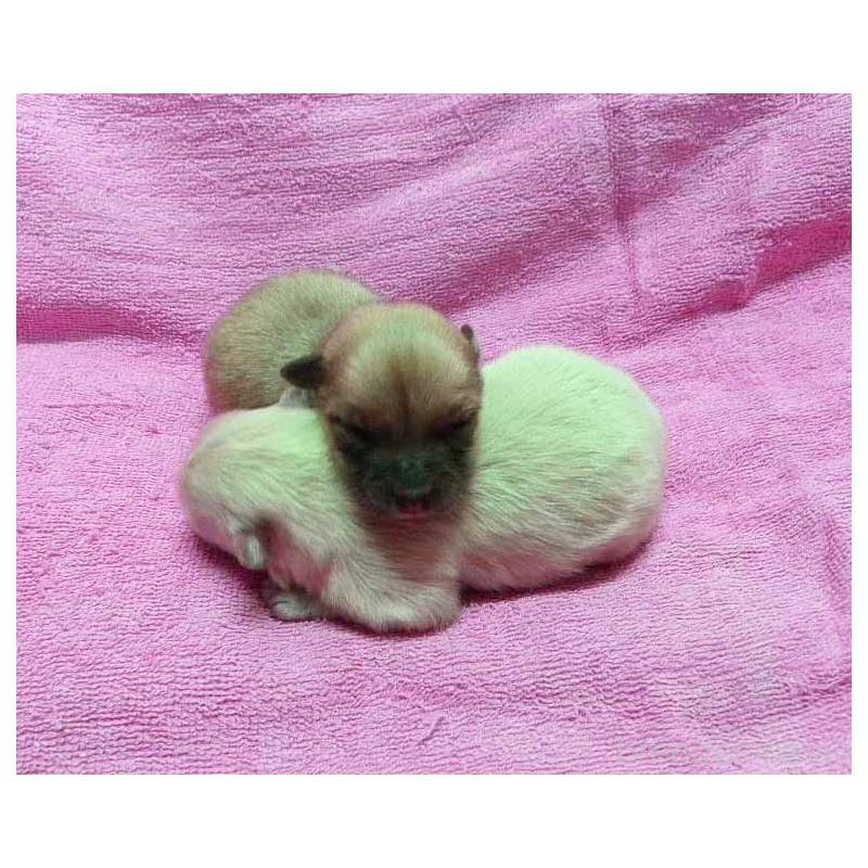 販売中の群馬県のポメラニアン-429544の2枚目