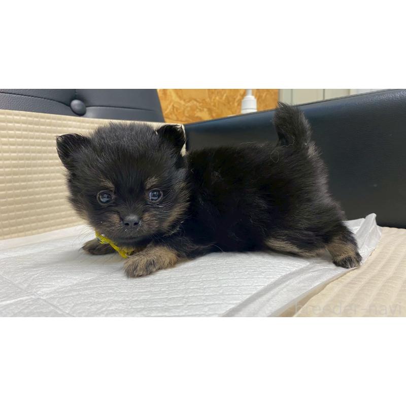 販売中の兵庫県のポメチワ:ポメラニアン×チワワ-429545の11枚目