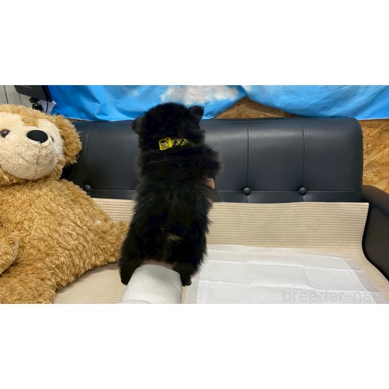 販売中の兵庫県のポメチワ:ポメラニアン×チワワ-429545の6枚目