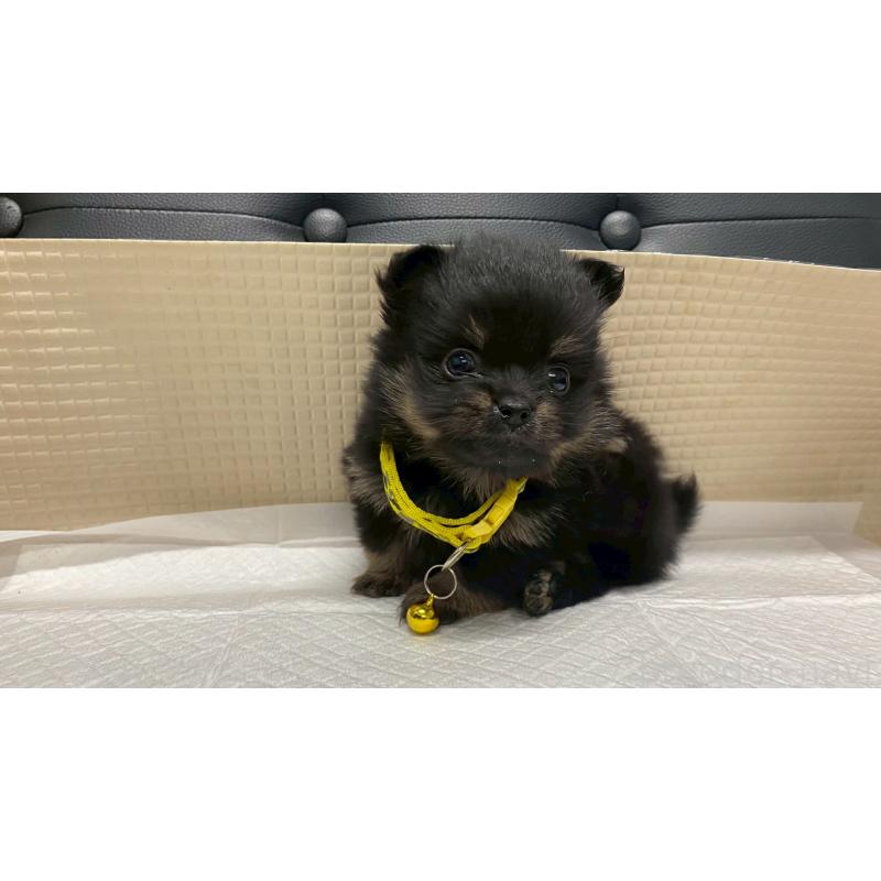 販売中の兵庫県のポメチワ:ポメラニアン×チワワ-429545の5枚目
