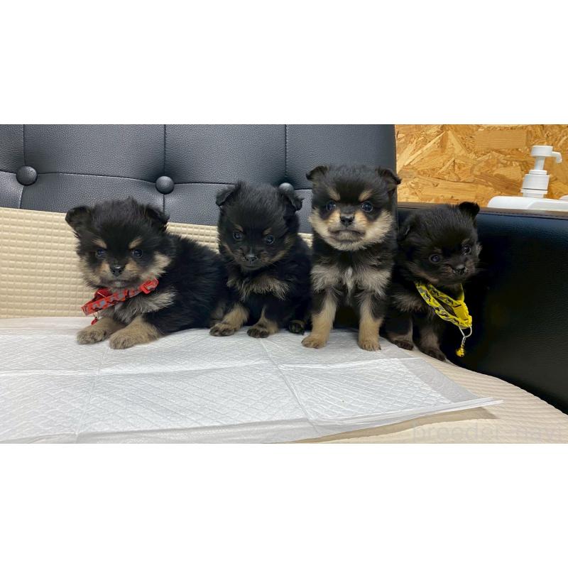 販売中の兵庫県のポメチワ:ポメラニアン×チワワ-429545の4枚目