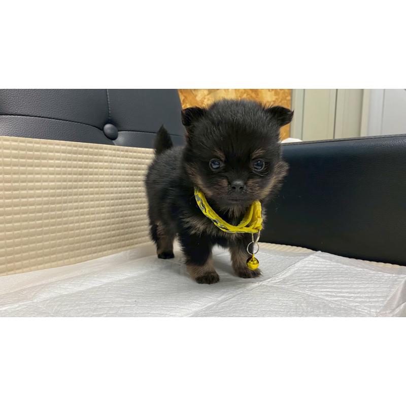 販売中の兵庫県のポメチワ:ポメラニアン×チワワ-429545の3枚目