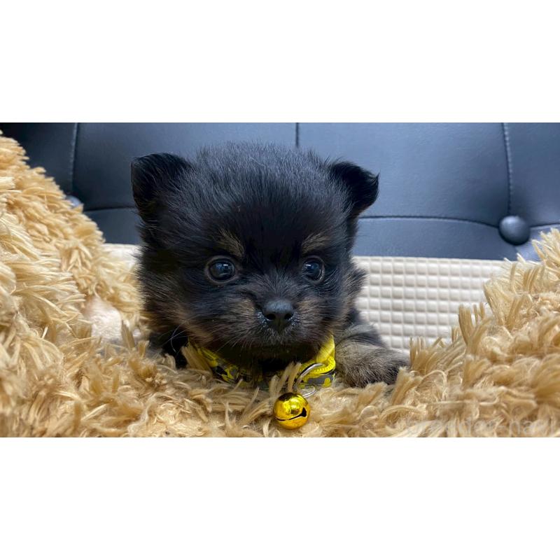 販売中の兵庫県のポメチワ:ポメラニアン×チワワ-429545の2枚目