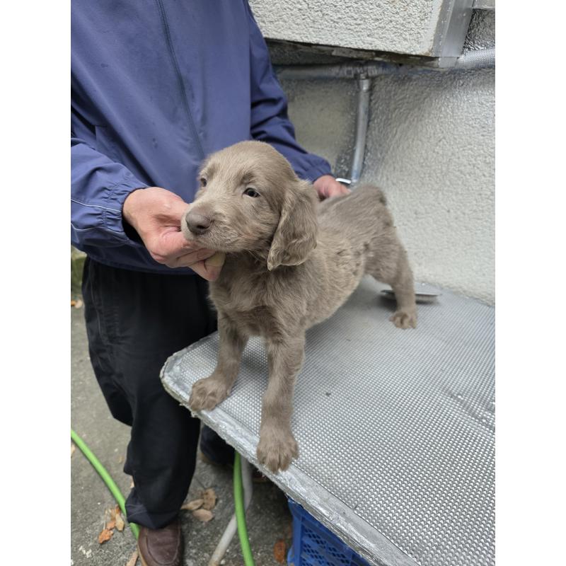 成約済の静岡県のワイマラナー-426015の2枚目