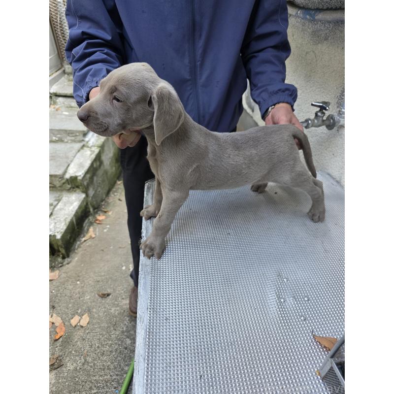 成約済の静岡県のワイマラナー-426014の2枚目