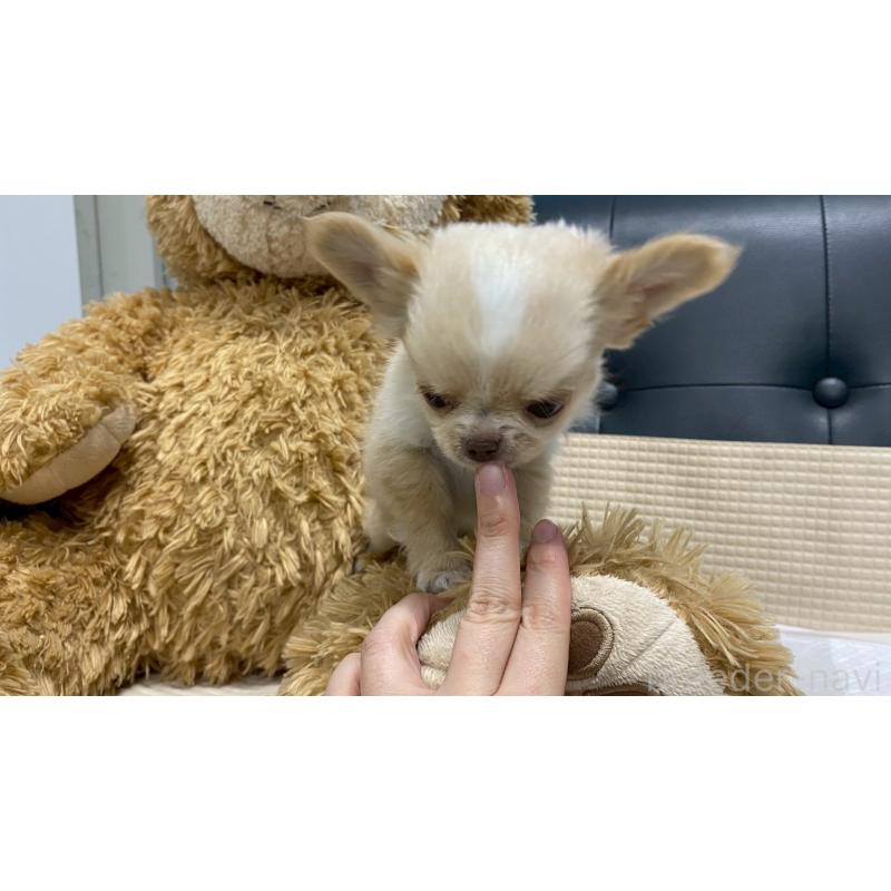 販売中の兵庫県のチワワ(ロングコート)-429546の12枚目