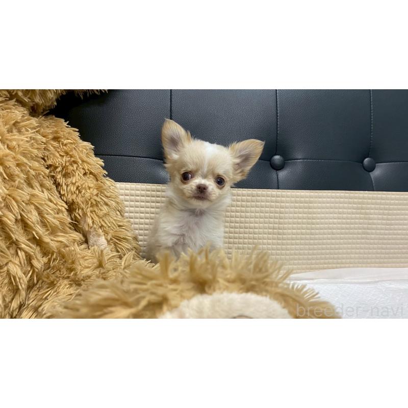 販売中の兵庫県のチワワ(ロングコート)-429546の10枚目