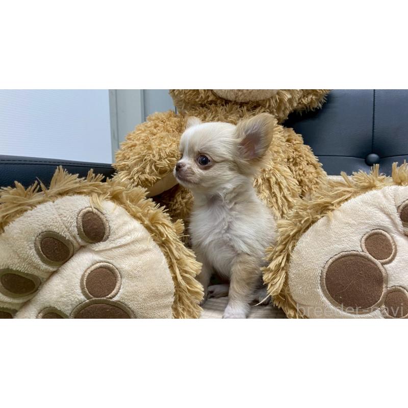 販売中の兵庫県のチワワ(ロングコート)-429546の8枚目