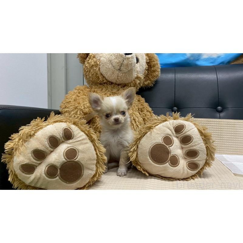 販売中の兵庫県のチワワ(ロングコート)-429546の7枚目