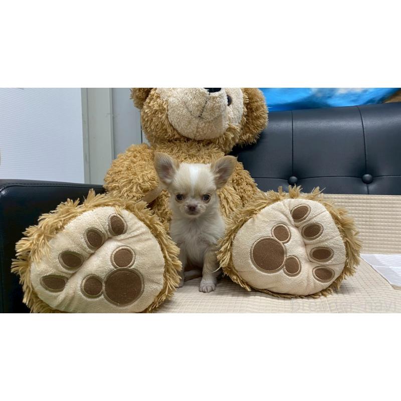 販売中の兵庫県のチワワ(ロングコート)-429546の6枚目