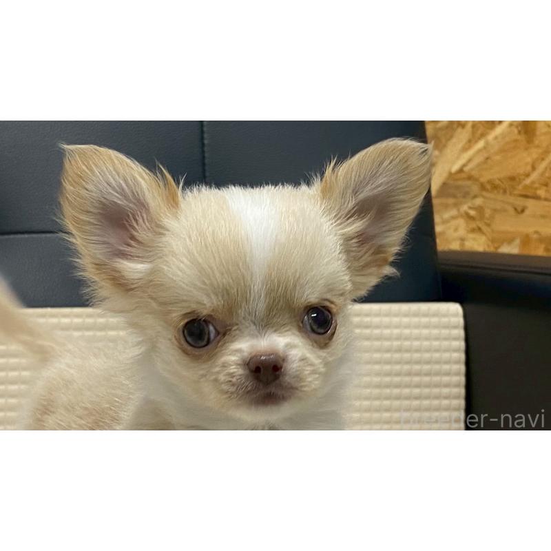 販売中の兵庫県のチワワ(ロングコート)-429546の5枚目