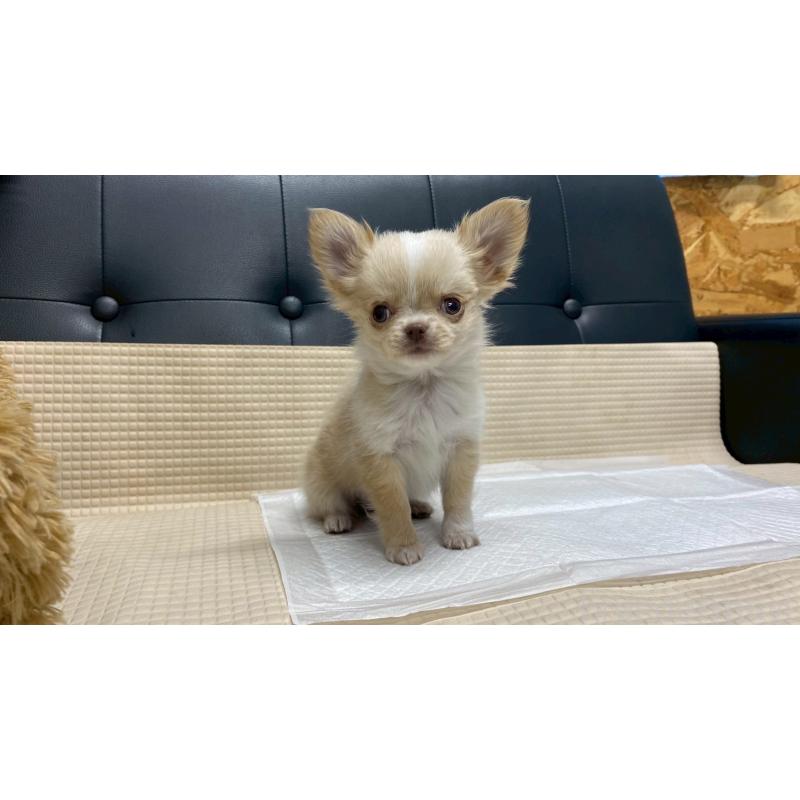 販売中の兵庫県のチワワ(ロングコート)-429546の4枚目