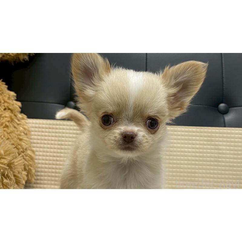 販売中の兵庫県のチワワ(ロングコート)-429546の2枚目