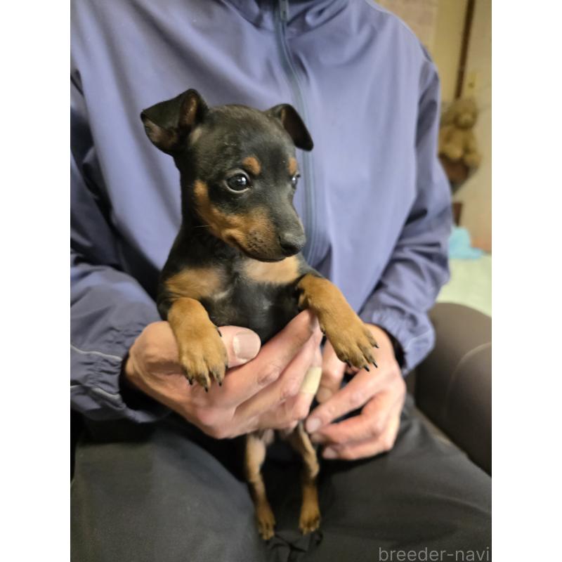 販売中の静岡県のトイマンチェスターテリア-426012の3枚目